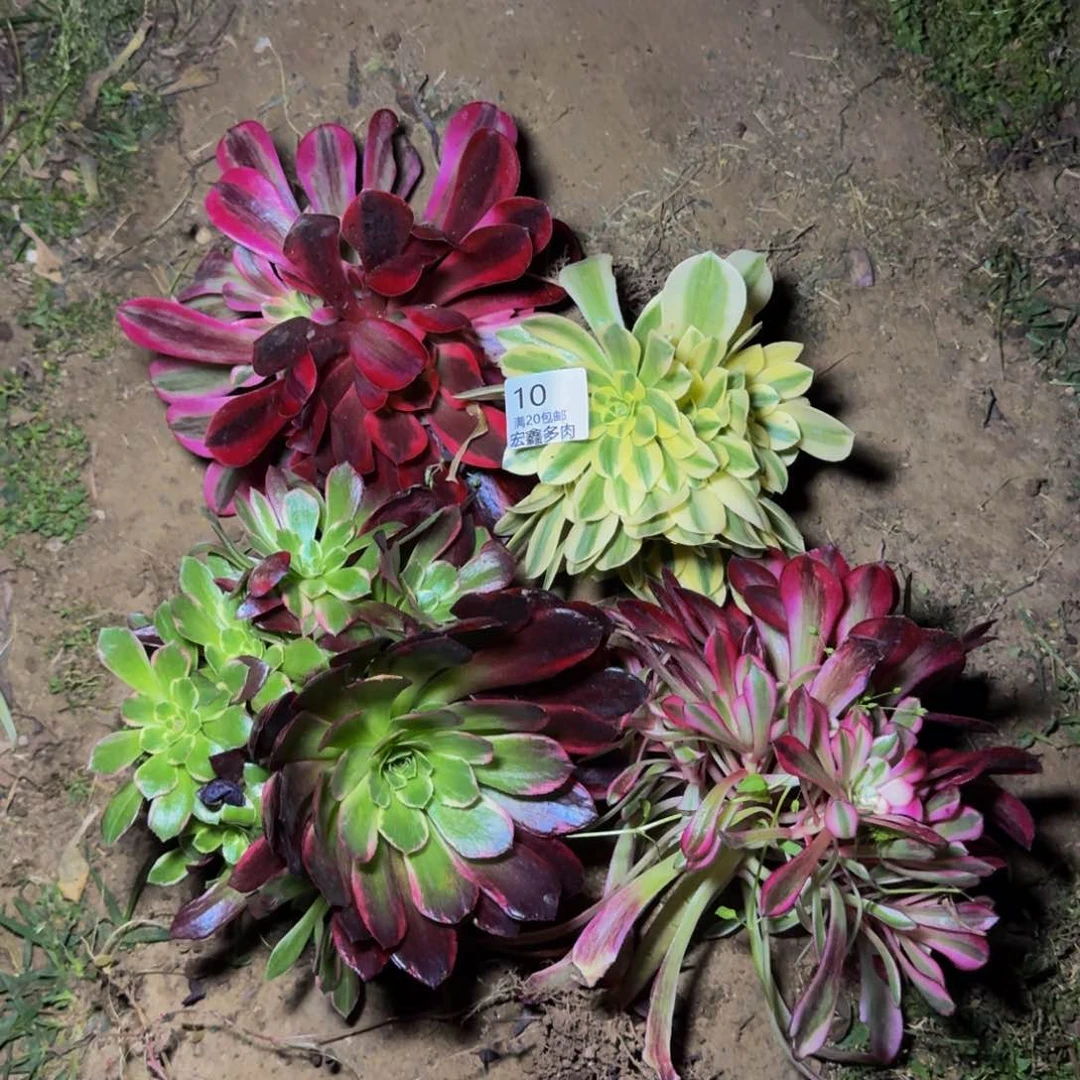 茉*10号多肉植物法师四个