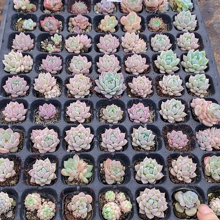 3 多肉植物盆栽花卉植物