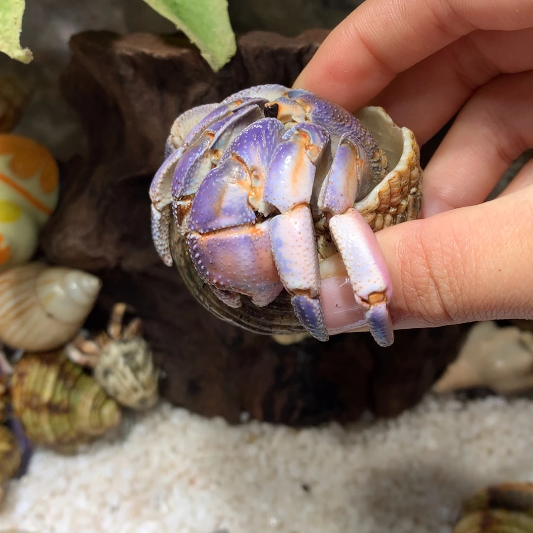 2.9 寄居蟹出售，不退不换3号