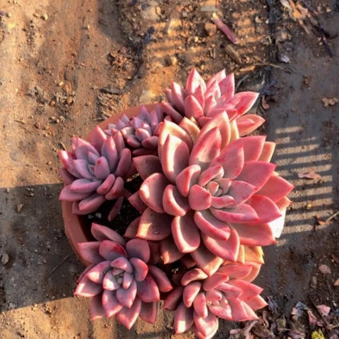 闹***闹1626桃花源多肉