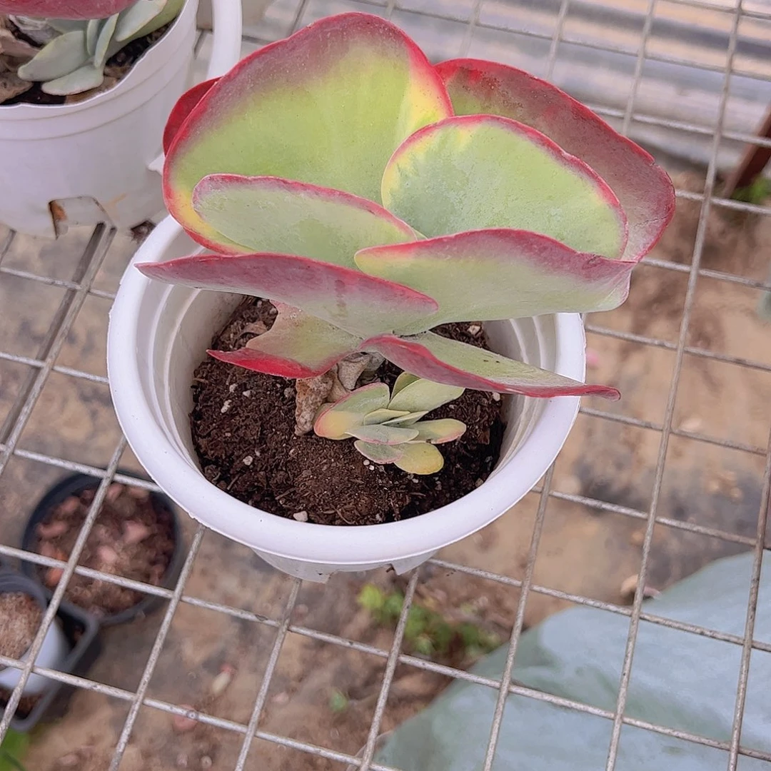 唐印锦大单头特价多肉