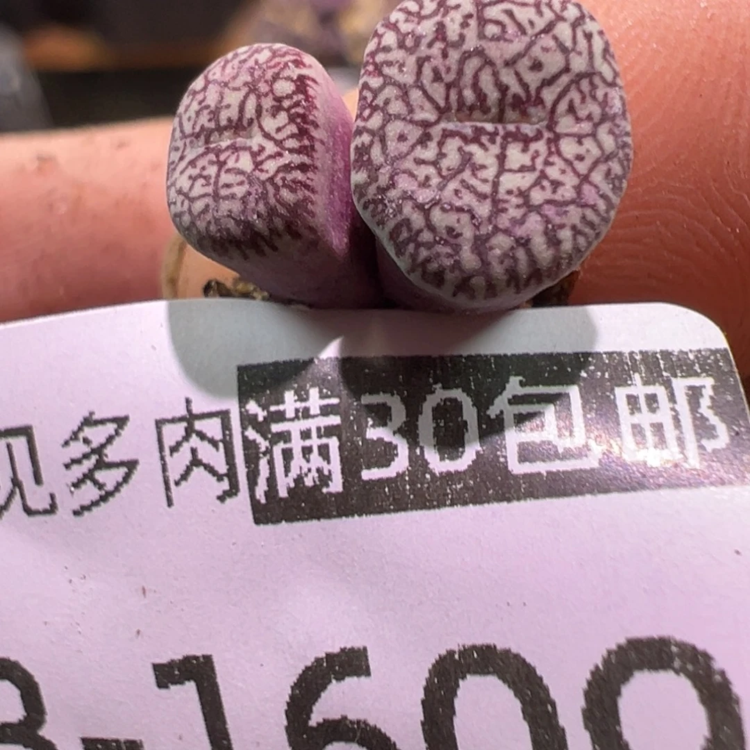 多肉植物1111111111111