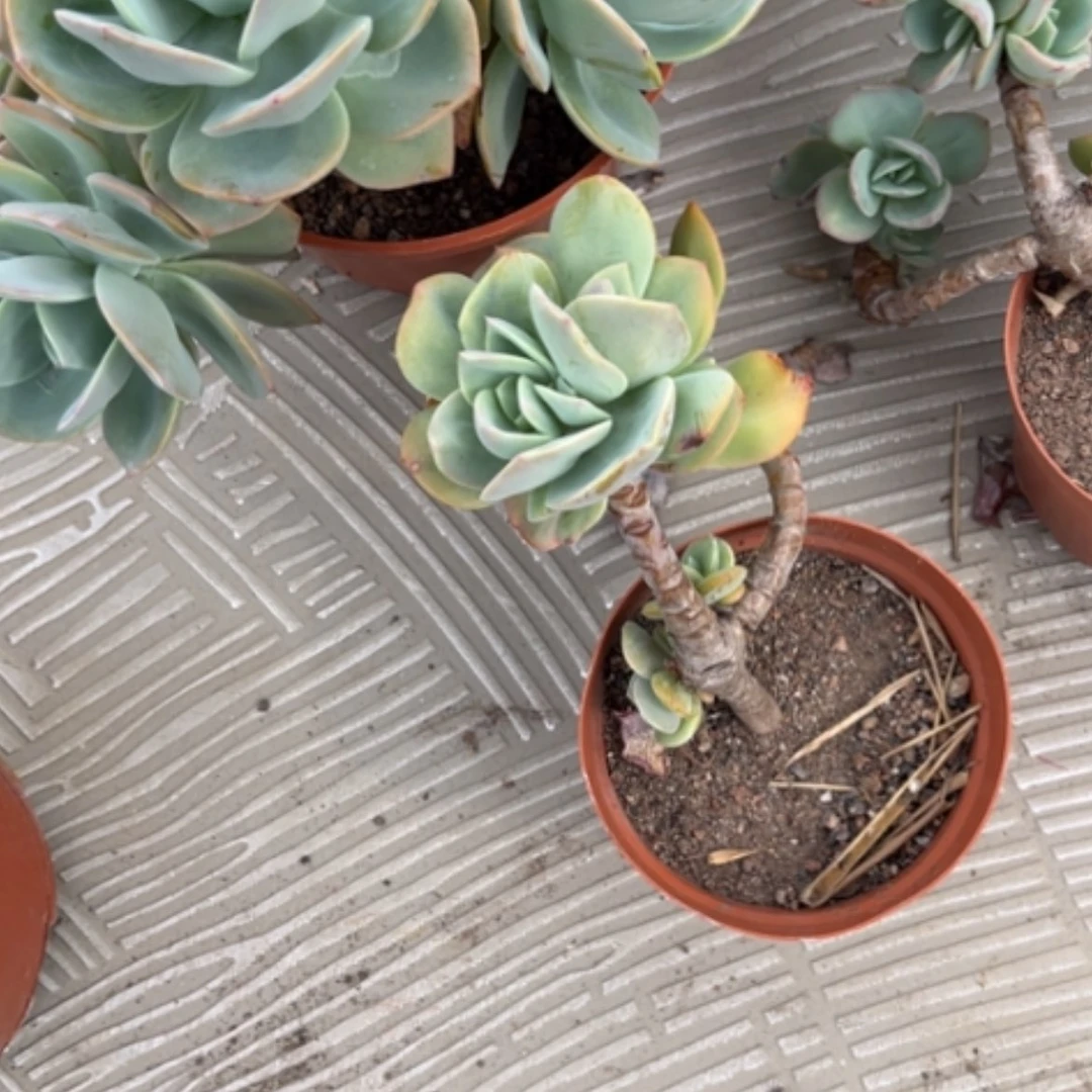 【闪购商品】无花朵?****?