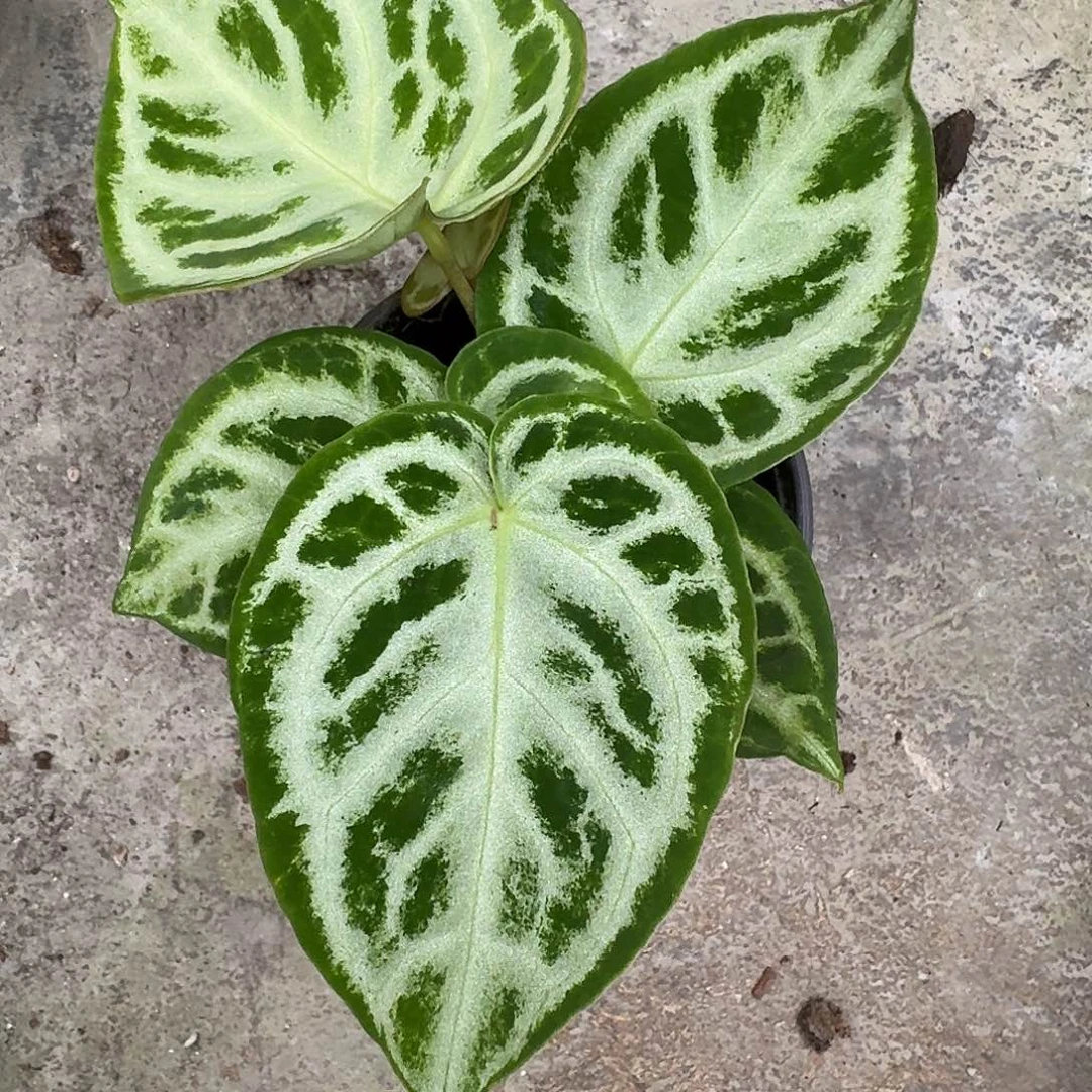 无花朵冷*?一物一拍G137
