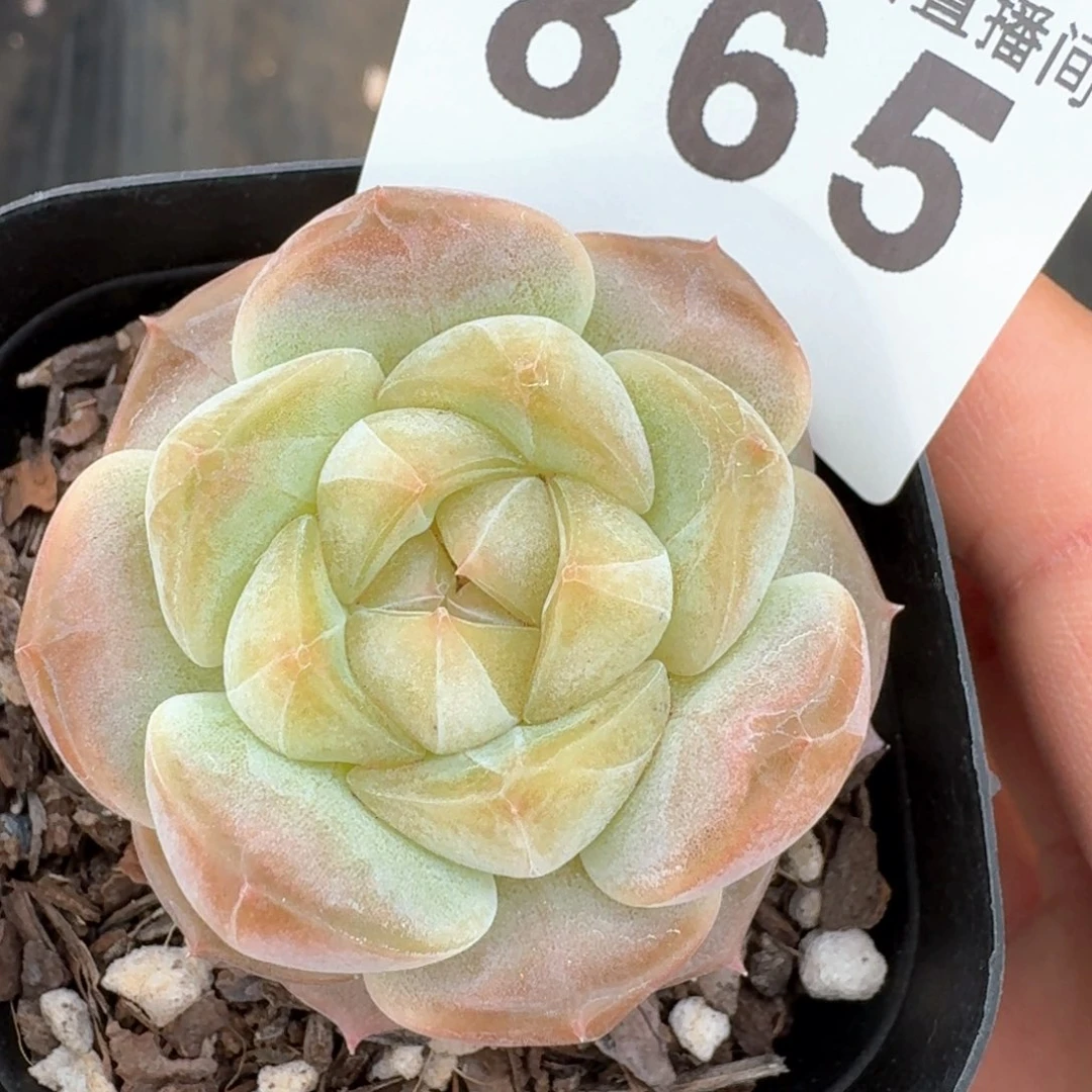 糯白         多肉植物