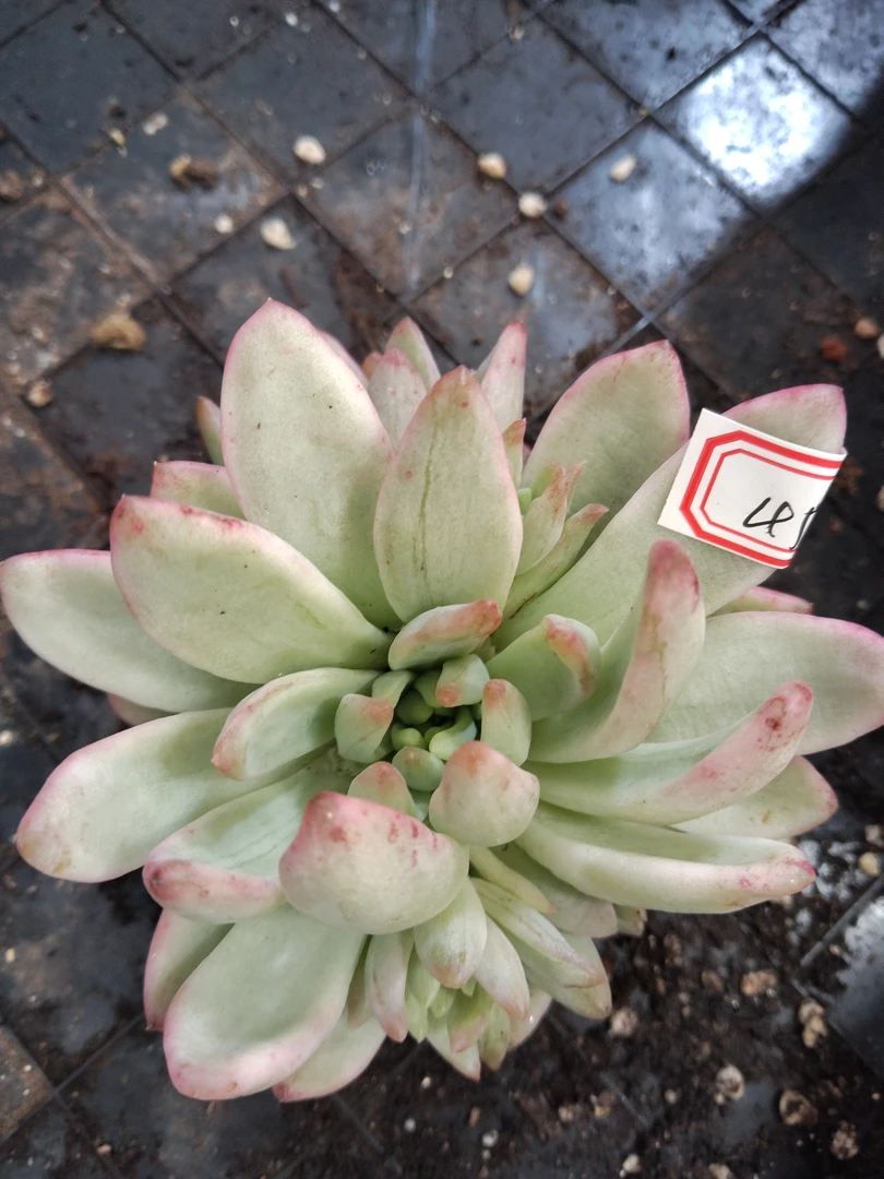 非偏远18包邮  一物一拍   A456冰心公主锦自然群头盖