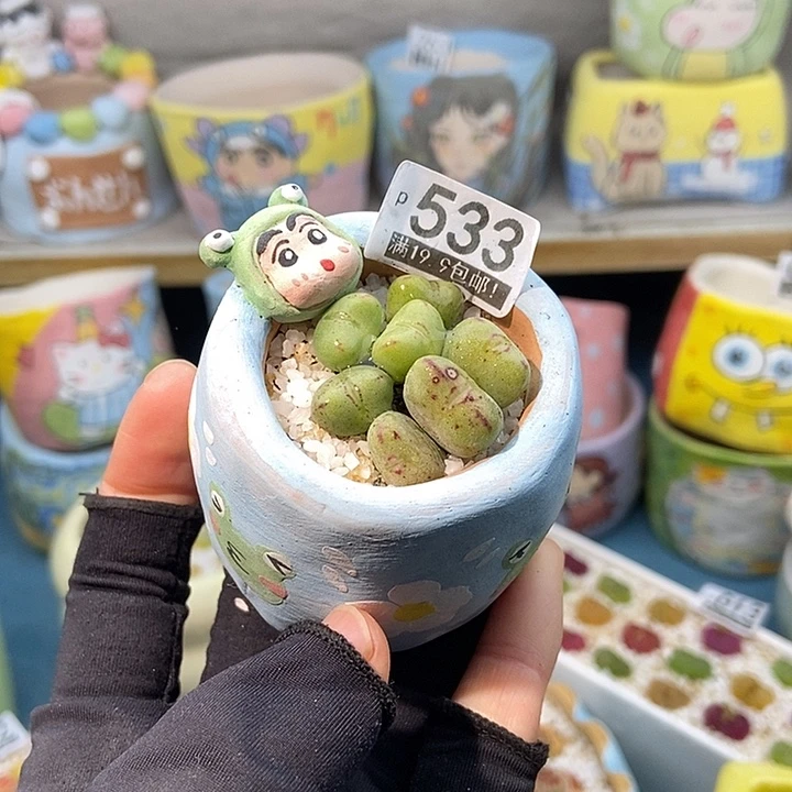 艳大舅生石花肉锥533