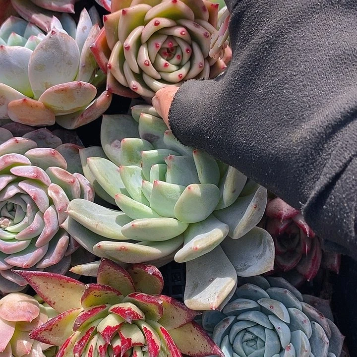 134 多肉植物盆栽花卉植物