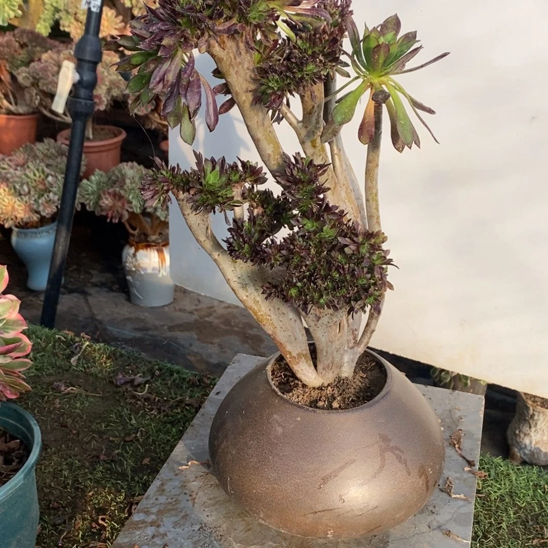 黑法师缀化1颗多肉1558号多肉