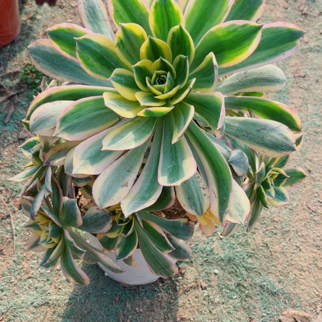 133灿烂法师多肉植物