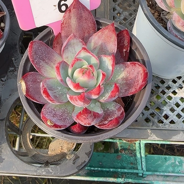 6 惊鸿仙子多肉植物