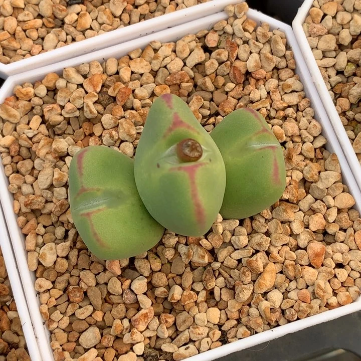 精品多肉植物毛少将杂交