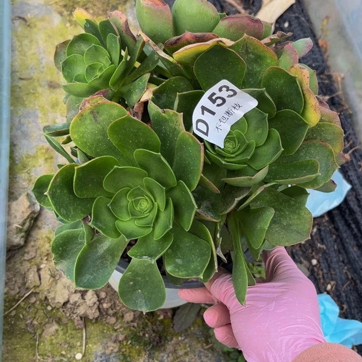 153香炉盘多肉法师不包断枝