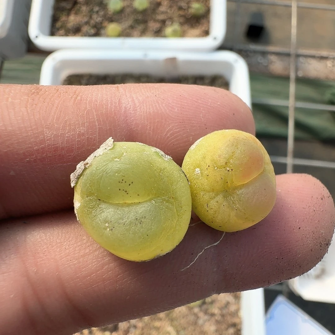 2-19-012萝一一一一