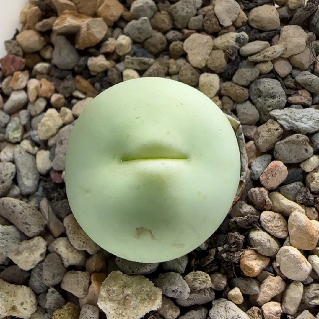 8-5-5-5当天满38包邮大型超嘟嘴2cm脱土