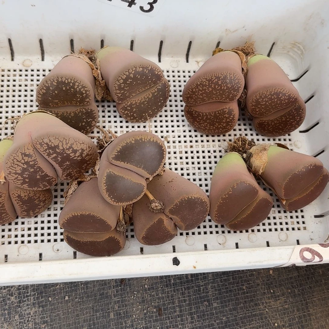 生石花一物一拍5颗143