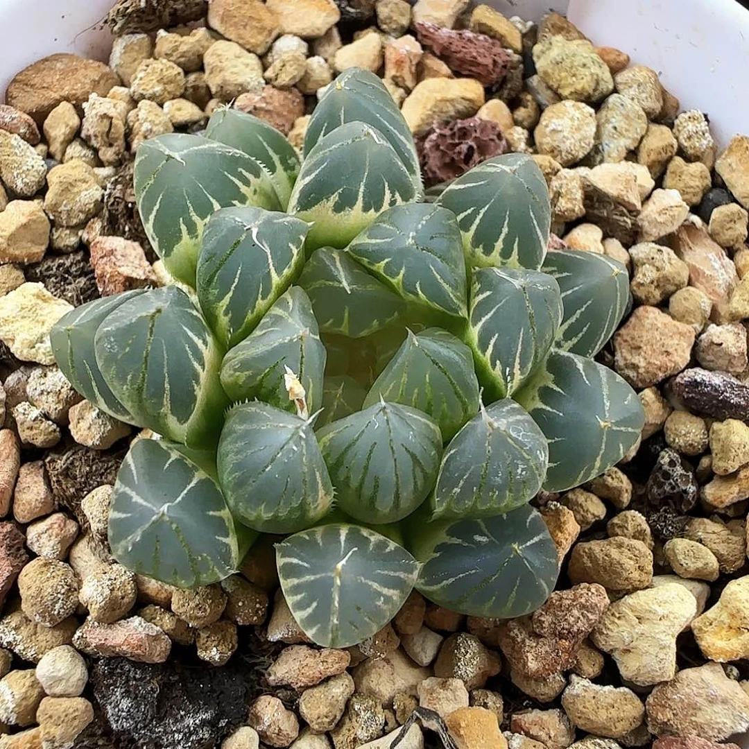 478号糊斑霓虹灯一物一拍带盆土