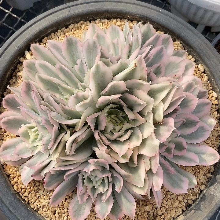 紫蝴蝶锦大捧花多肉