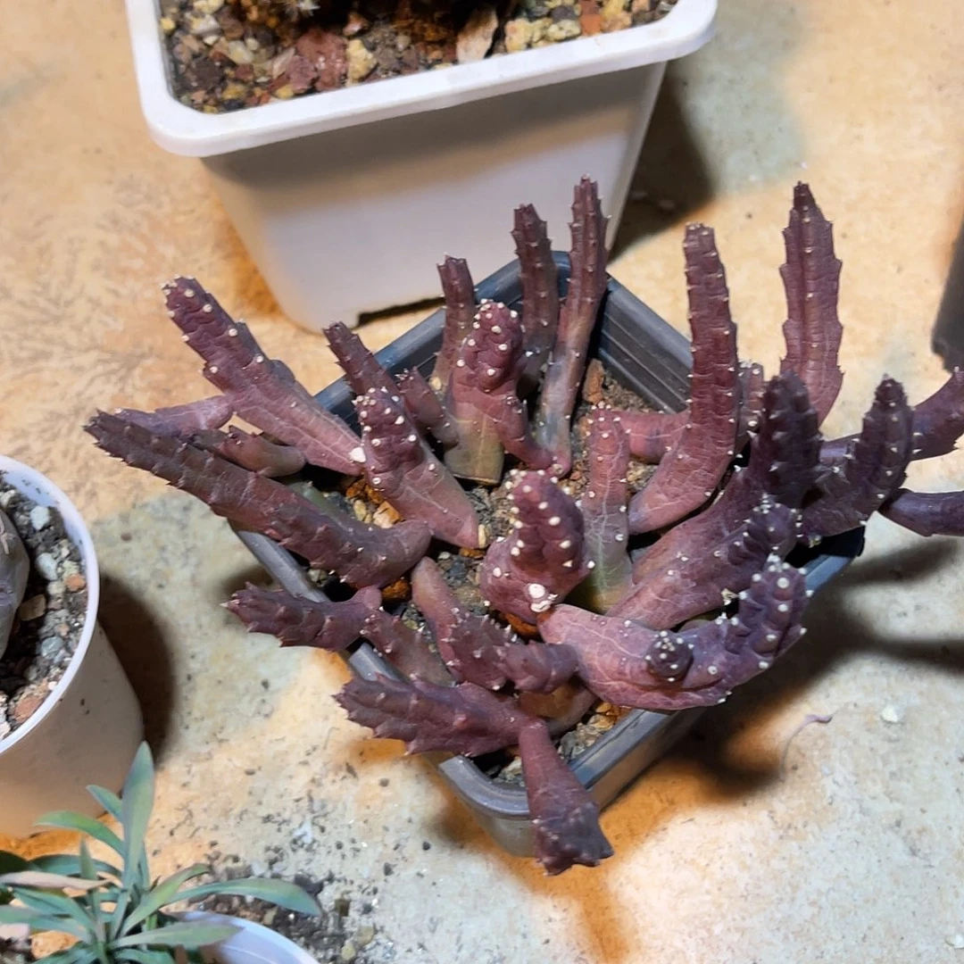 紫罗摩一物一拍下单包邮