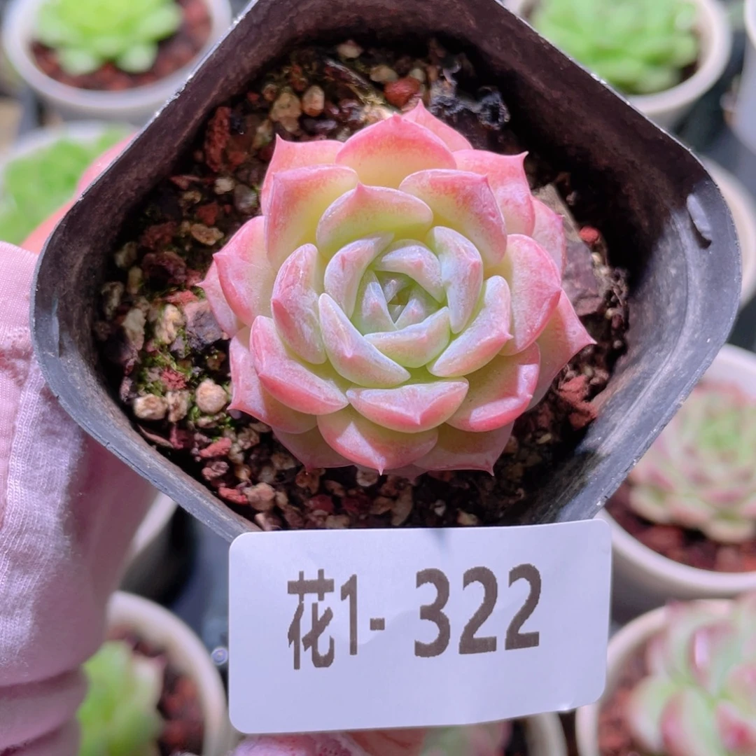 花利美 1-322纯爱