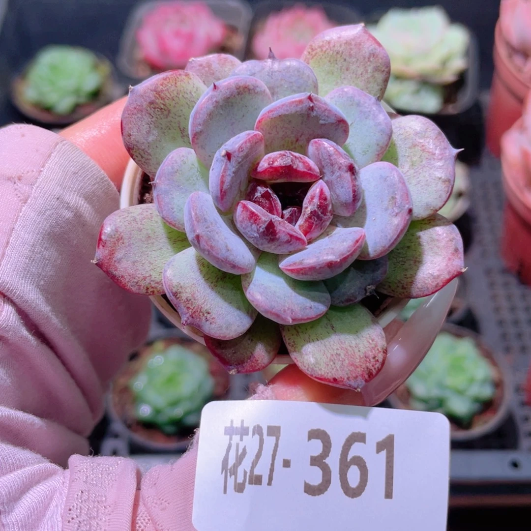 花利美27-361新品