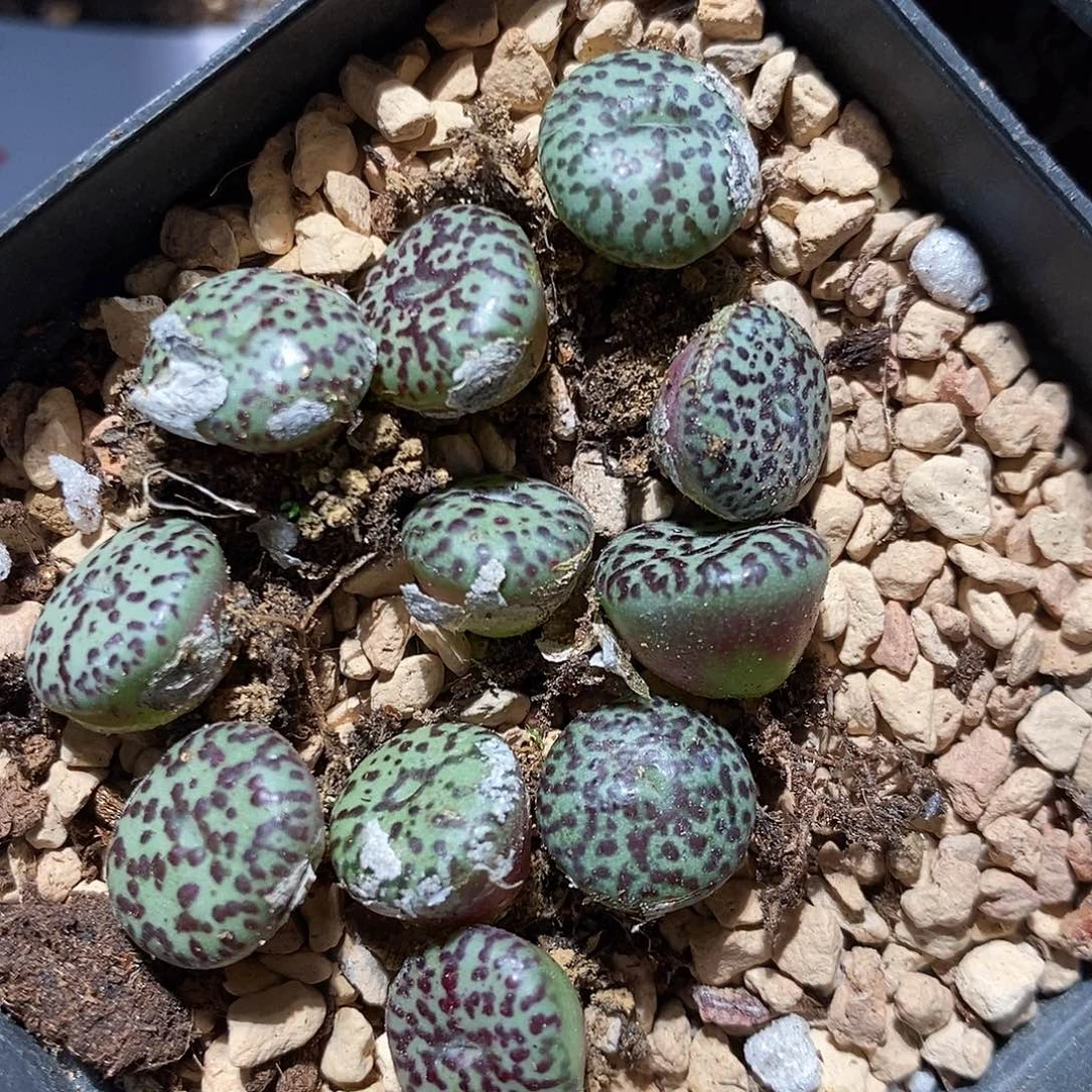 五颗一组。cr2306安贞。