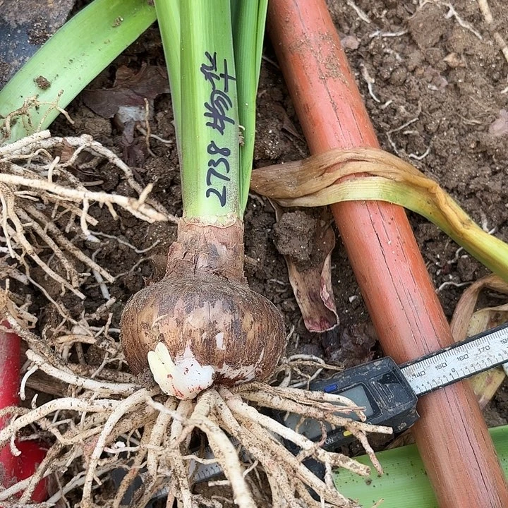 愛**.物华天宝7左右带两小侧2738