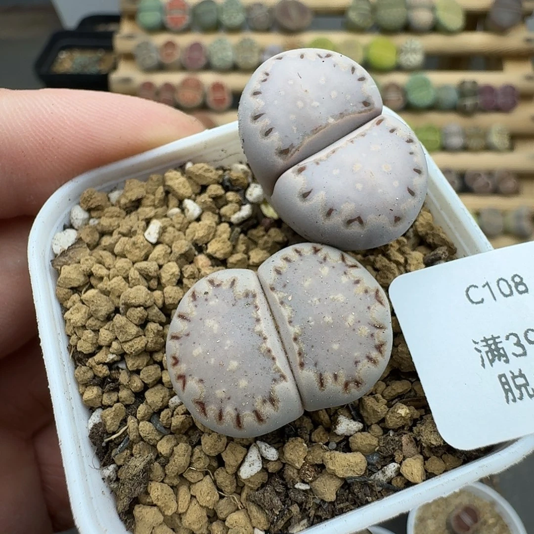 108多肉哈哈哈哈哈哈哈哈