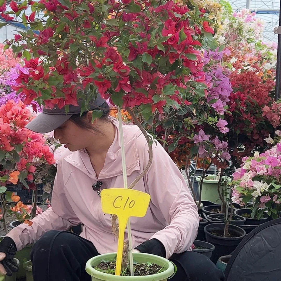 S***y大部分花苞少量开放C10酒红桑巴