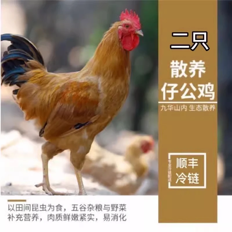 正德 2只仔公鸡新鲜农家放养散养未打鸣童子鸡小公鸡走地鸡长个