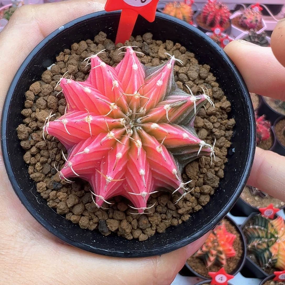 210-肋骨锦带盆土发货