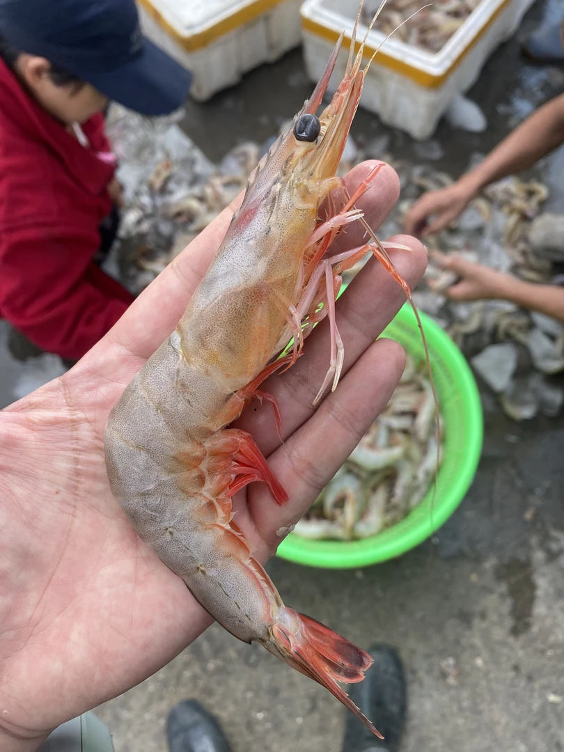 渤海湾野生大对虾10到12头一斤三山岛发货