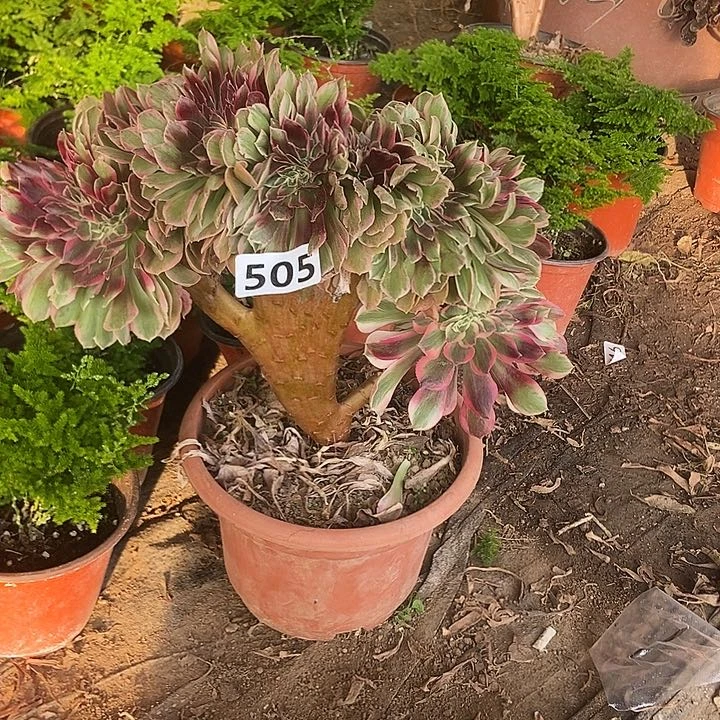 505粉女妖缀化老板子法师