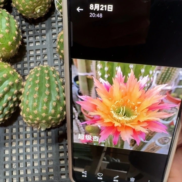 232毛超级杏歪4公分左右无根侧牙，20包邮