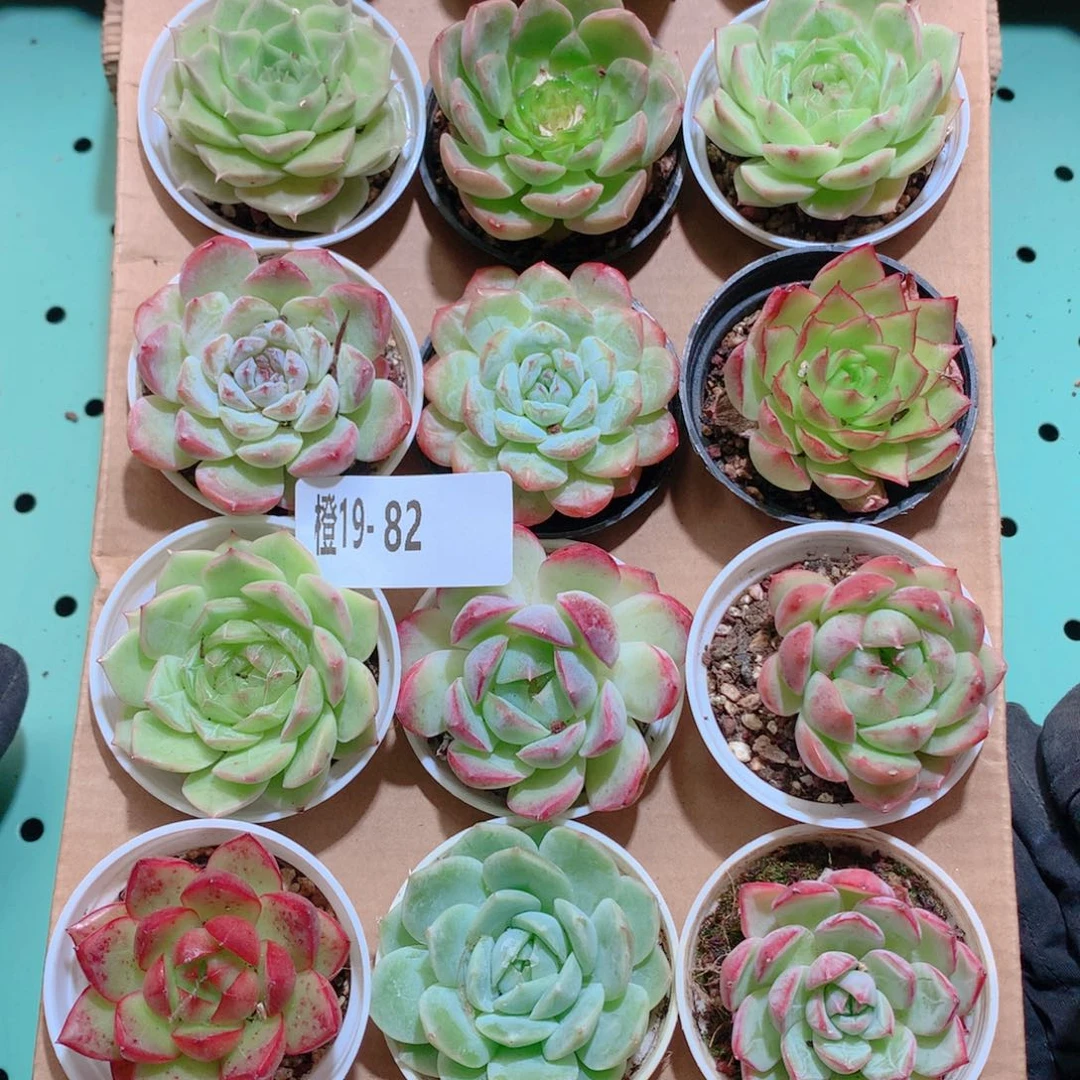 19-82一物一拍多肉带盆18颗