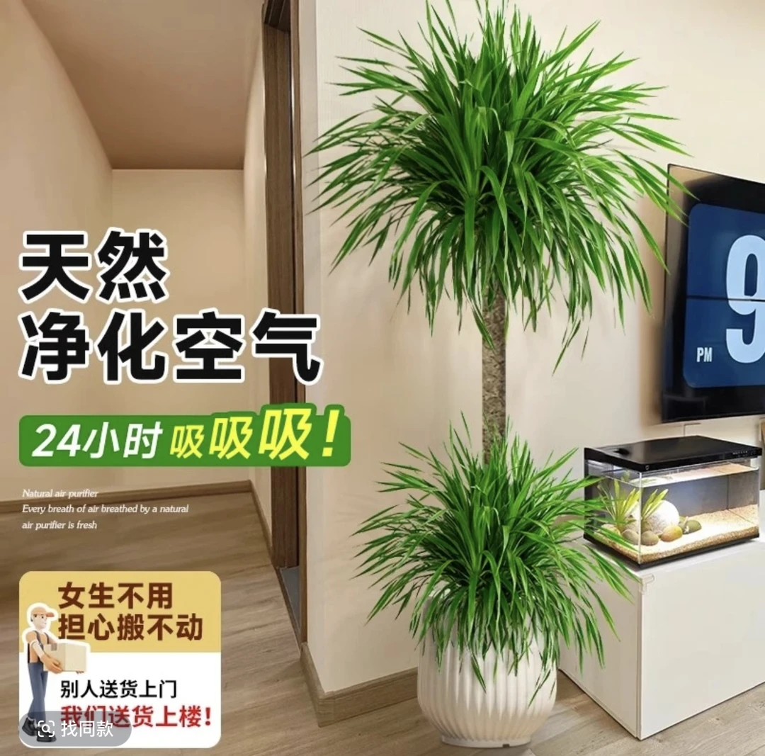 【顺丰送上门】双层龙血树1.3-1.5米独杆棒棒糖落地造景绿植
