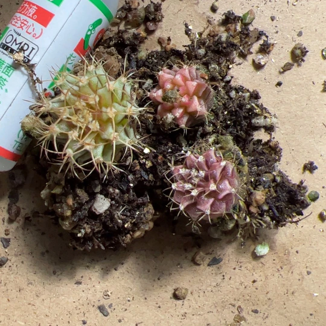 天***健当前无花栽培后可以开花779