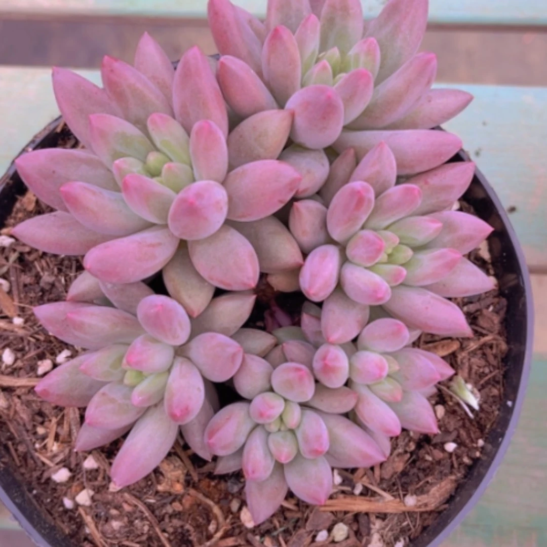 【闪购商品】金鱼姬2807