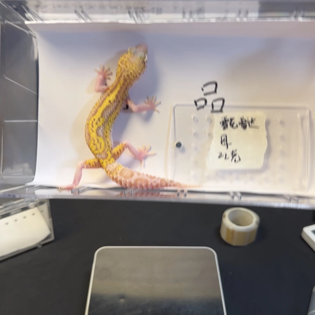 豹纹守宫66666666