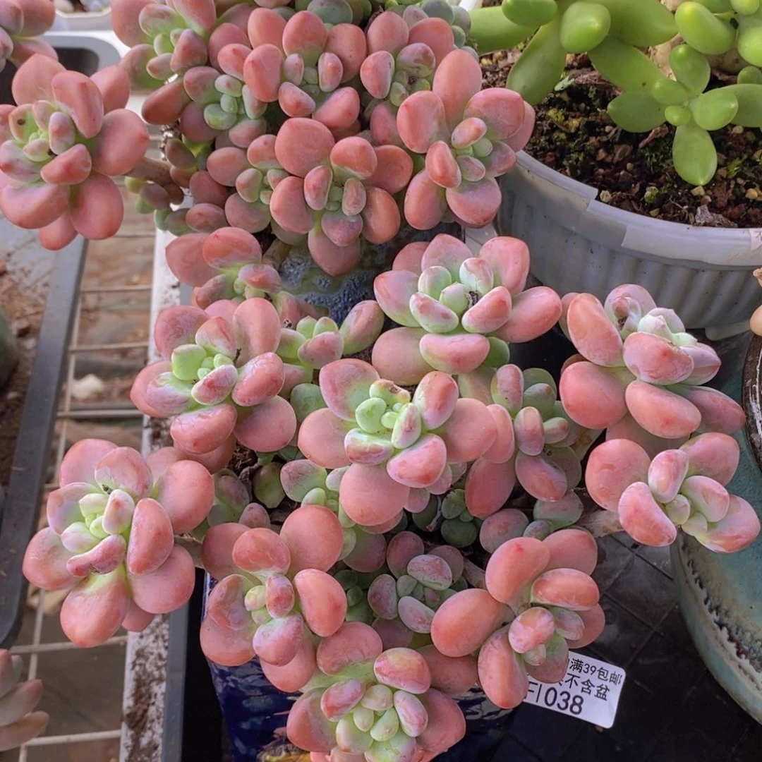 樱花洛神20cm1038多肉植物
