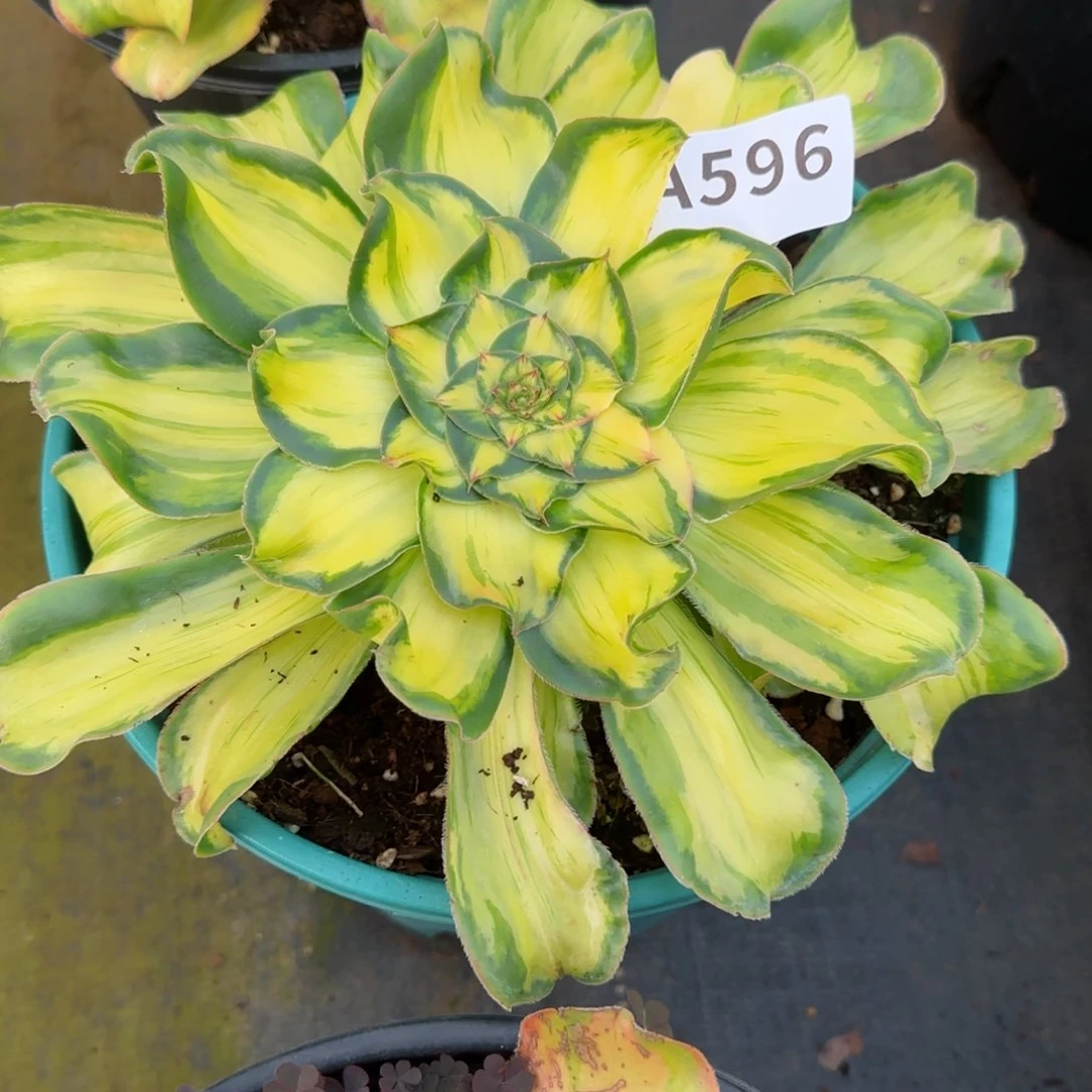 董*闹596暴君实生发货