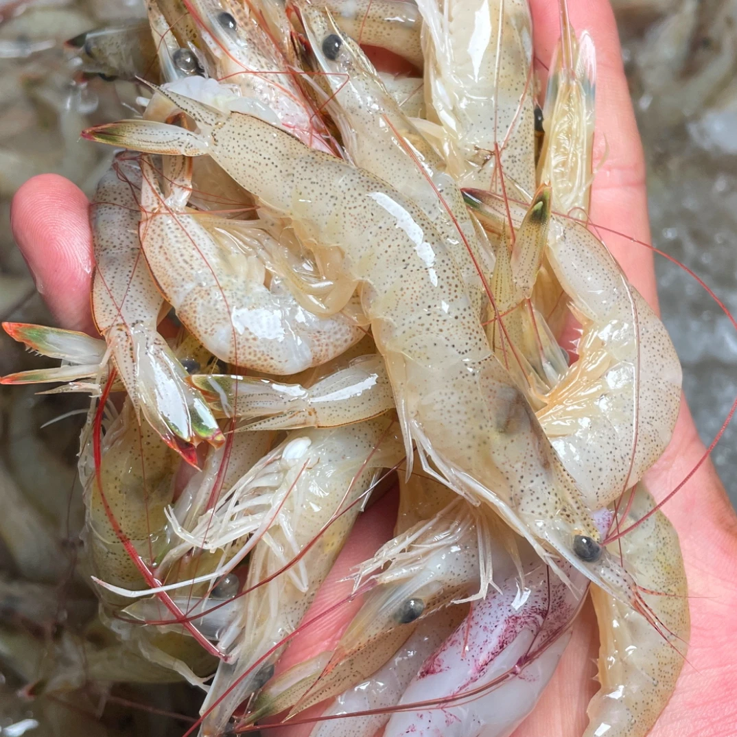 汕尾本港野生黄基米虾（小虾品种，嫌小勿拍）