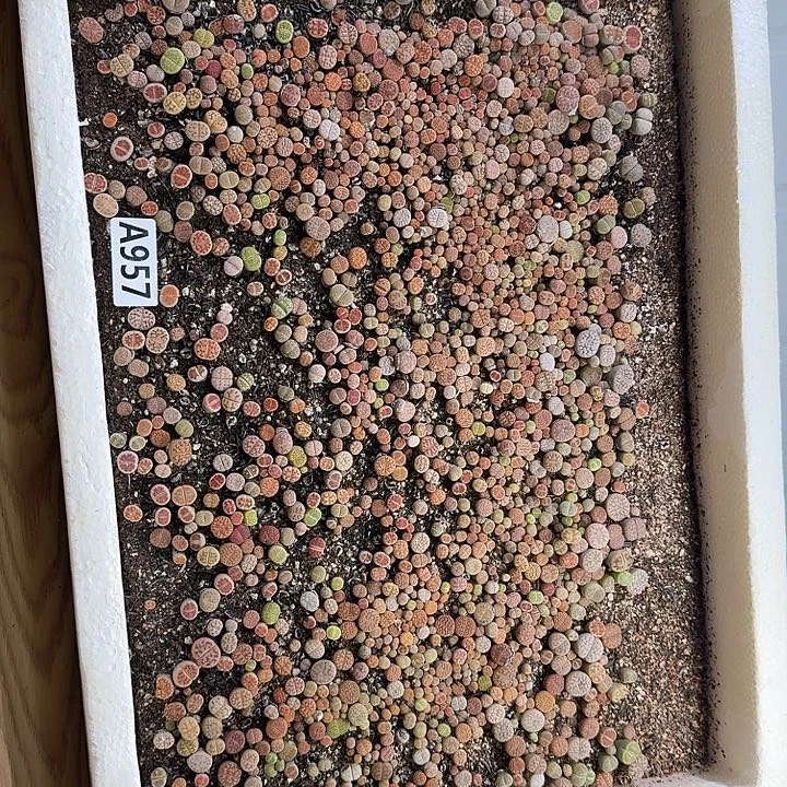 生957石花整筐脱土发货
