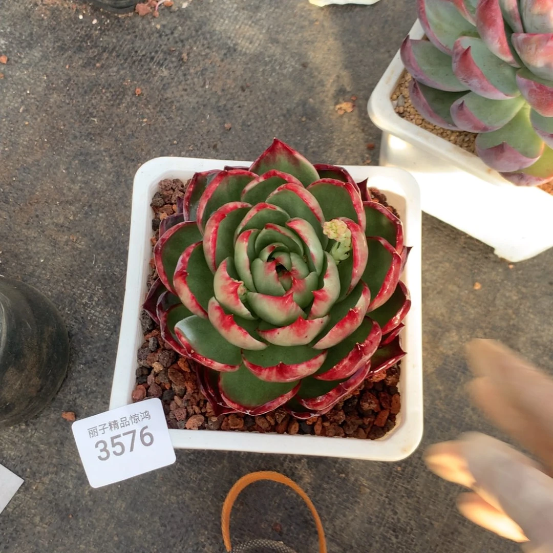 3576一物一拍福利11厘米