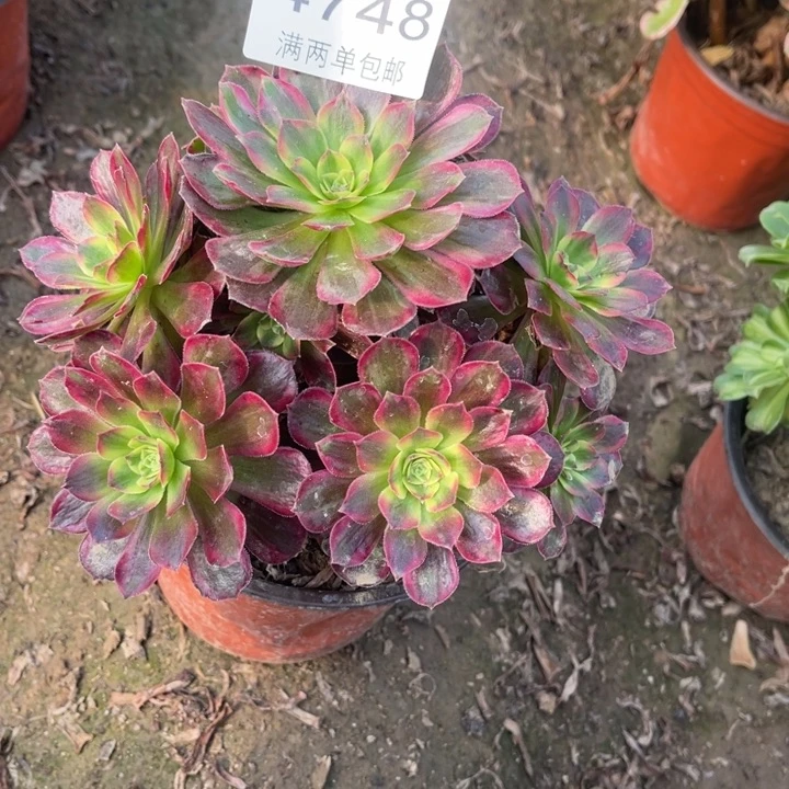 4748安娜的人多肉的