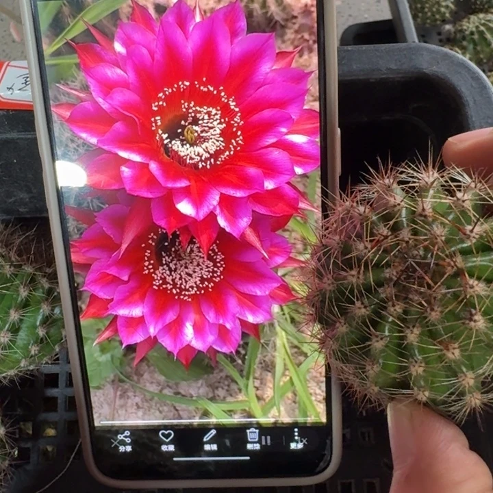 202彩草甲34歪4公分左右无根侧牙，20包邮