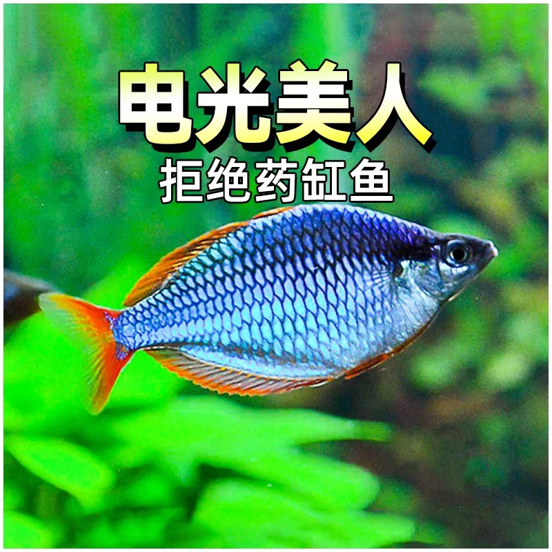 电光美人鱼小型热带观赏鱼淡水混养耐活群游