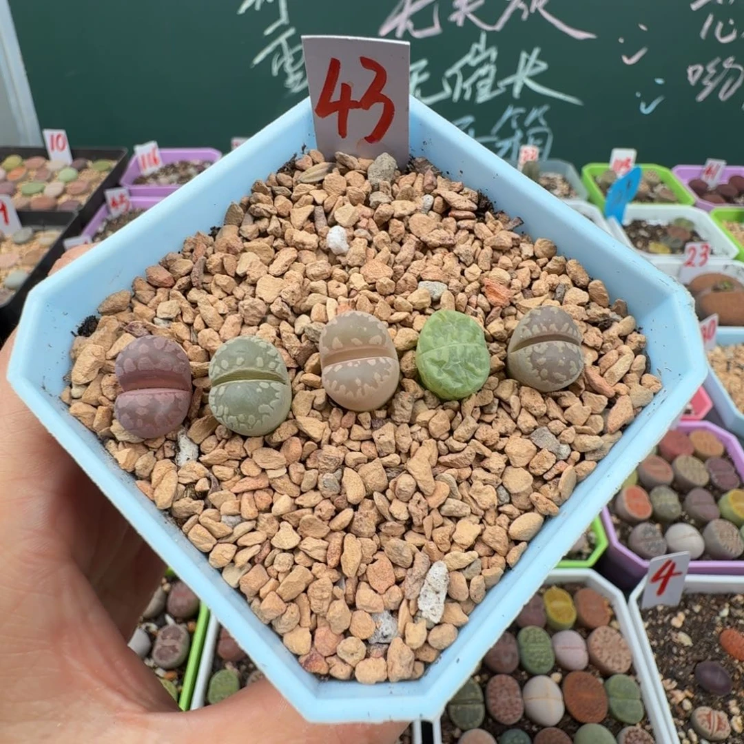 特价大牙彩套带盆土 43