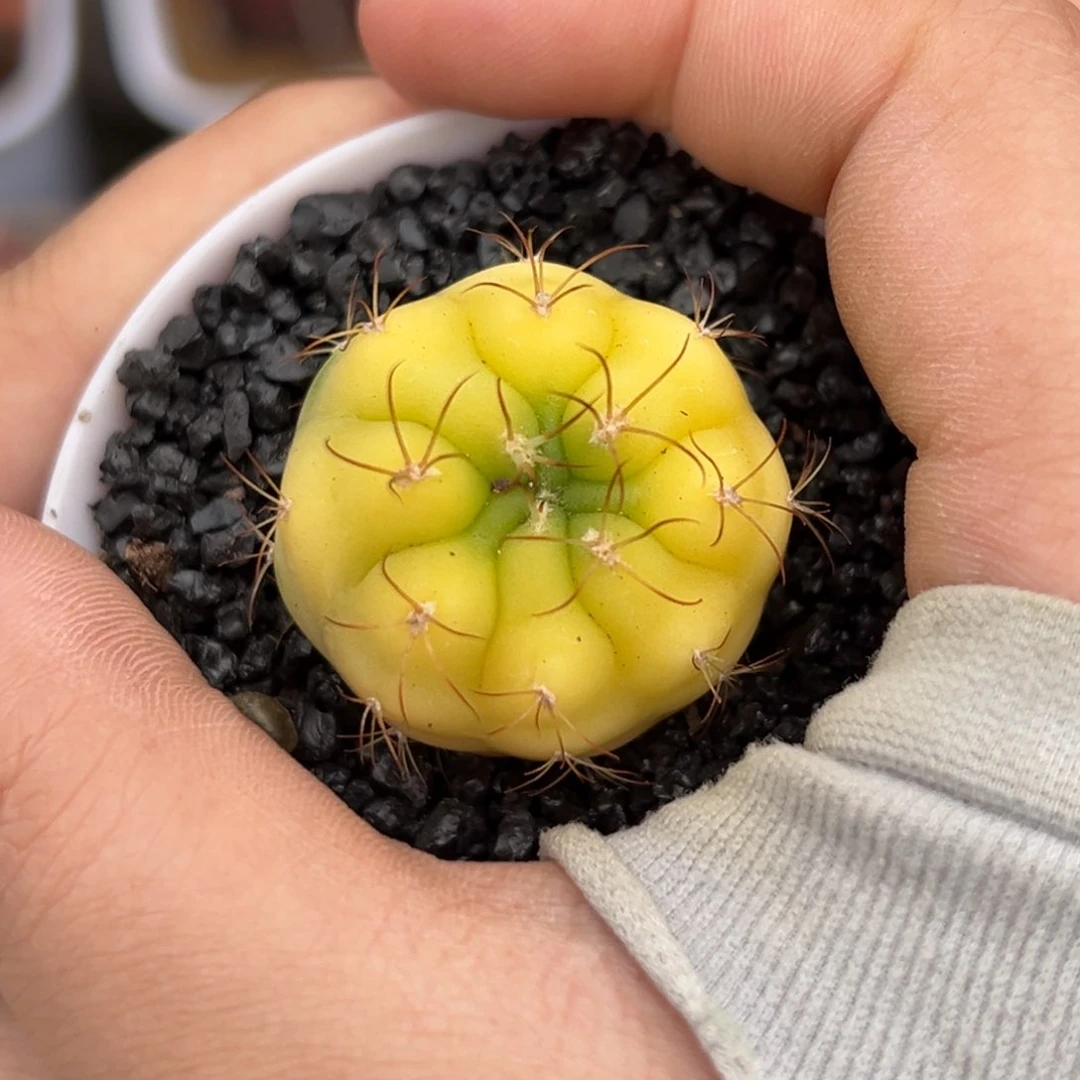 实生新世界锦带盆发