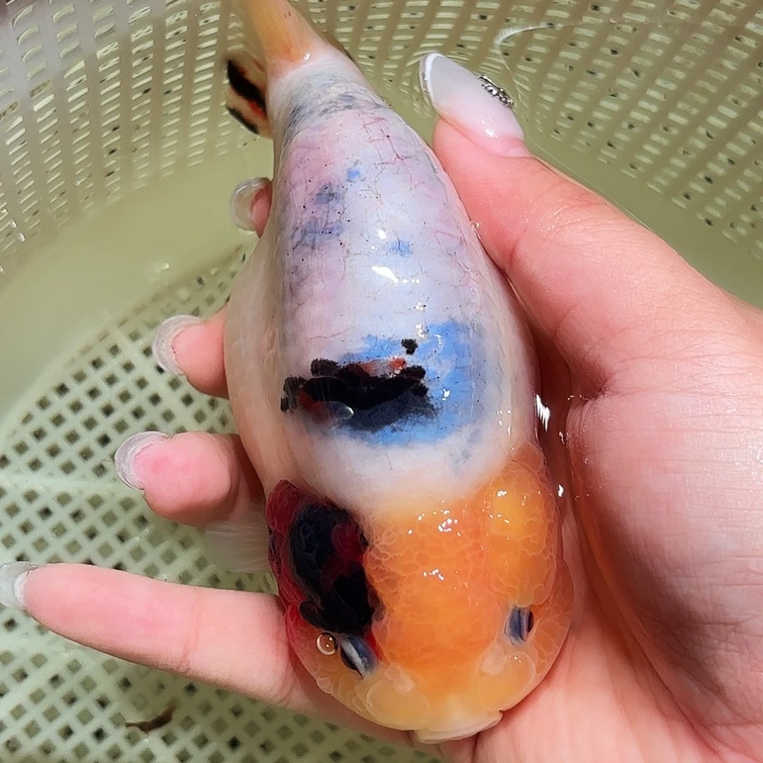 C***.金鱼拍包装包邮，不拍包装运费到付